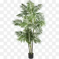 槟榔树-空若网 槟榔树-空若网