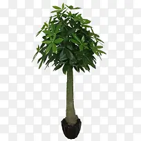 棕榈树-空若网 棕榈树-空若网