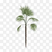 棕榈树-空若网 棕榈树-空若网