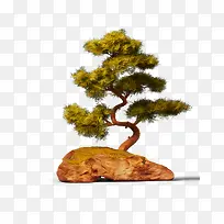 杉树-空若网 杉树-空若网