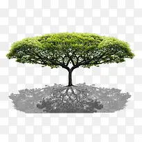 菩提大树-空若网 菩提大树-空若网