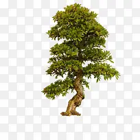 大树 树木 树 枯树-空若网 大树 树木 树 枯树-空若网