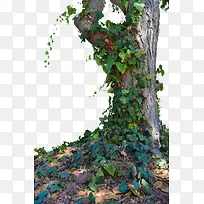大树 树木 树 枯树-空若网 大树 树木 树 枯树-空若网
