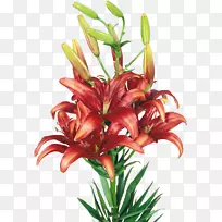 百合插花艺术-礼来-空若网 百合插花艺术-礼来-空若网