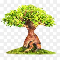 大树-空若网 大树-空若网