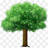 大树-空若网 大树-空若网