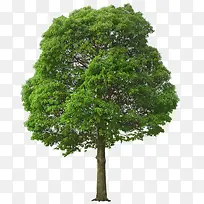 大树-空若网 大树-空若网