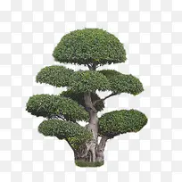 景观树大树-空若网 景观树大树-空若网