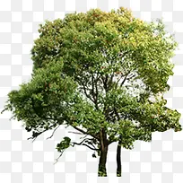 树-空若网 树-空若网