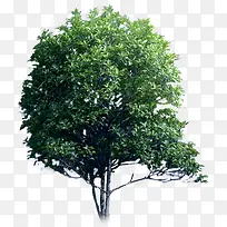 树-空若网 树-空若网