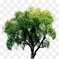 树-空若网 树-空若网