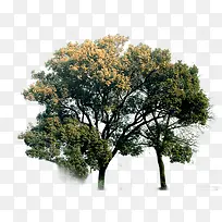 树-空若网 树-空若网