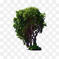 植物绿色森林大树-空若网 植物绿色森林大树-空若网