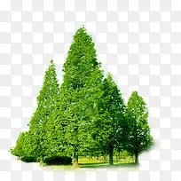 公园春天景观大树-空若网 公园春天景观大树-空若网