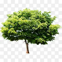 春天环保美化大树-空若网 春天环保美化大树-空若网