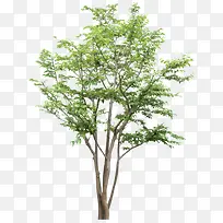 树枝 树木 树干 大树 树-空若网 树枝 树木 树干 大树 树-空若网