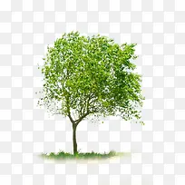 ��ɫ����ҡҷ��֦-������