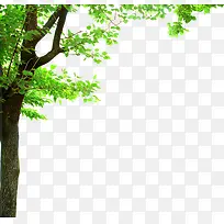 ÂÌÉ«Çåˬ´óÊ÷Ê÷Ö¦-¿ÕÈôÍø ÂÌÉ«Çåˬ´óÊ÷Ê÷Ö¦-¿ÕÈôÍø