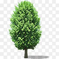 树影美景园林大树-空若网 树影美景园林大树-空若网