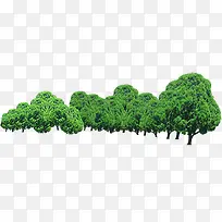 绿树园林景观大树-空若网 绿树园林景观大树-空若网