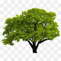 春天环保景观大树-空若网 春天环保景观大树-空若网