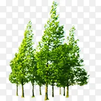 ´ºÌì¹«ÒæÖ²Îï´óÊ÷-¿ÕÈôÍø ´ºÌì¹«ÒæÖ²Îï´óÊ÷-¿ÕÈôÍø