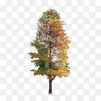 黄色春天清新大树-空若网 黄色春天清新大树-空若网