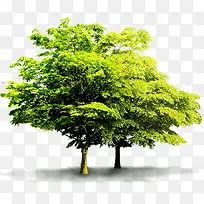 春季野外环保大树-空若网 春季野外环保大树-空若网