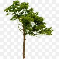 春季绿色环保大树-空若网 春季绿色环保大树-空若网
