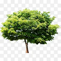 绿树园林景观植物大树-空若网 绿树园林景观植物大树-空若网