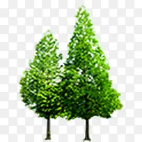 绿树景观大树美景-空若网 绿树景观大树美景-空若网