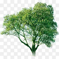 春天风景景观大树-空若网 春天风景景观大树-空若网