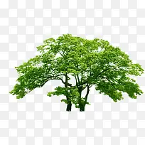 ´´ÒâÇåÐÂÂÌÉ«´óÊ÷-¿ÕÈôÍø ´´ÒâÇåÐÂÂÌÉ«´óÊ÷-¿ÕÈôÍø