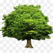 春季文艺绿色大树-空若网 春季文艺绿色大树-空若网