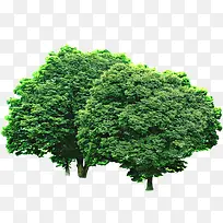 ÂÌÊ÷Ö²Îï´óÊ÷¾°¹Û-¿ÕÈôÍø ÂÌÊ÷Ö²Îï´óÊ÷¾°¹Û-¿ÕÈôÍø