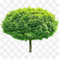 环保春天踏青大树-空若网 环保春天踏青大树-空若网