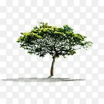 绿树景观大树远景-空若网 绿树景观大树远景-空若网