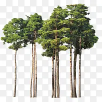 韩式绿树成长大树-空若网 韩式绿树成长大树-空若网