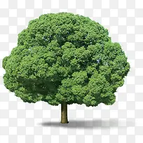 绿树景观植物大树-空若网 绿树景观植物大树-空若网