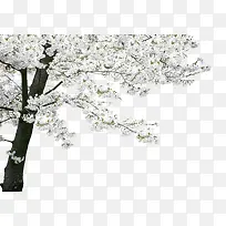 春季清新粉色大树-空若网 春季清新粉色大树-空若网