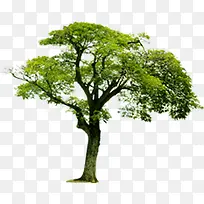 绿树植物景观大树-空若网 绿树植物景观大树-空若网