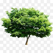 绿色清新春天大树-空若网 绿色清新春天大树-空若网