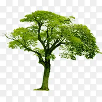 ��ɫ����Ұ�����-������