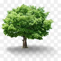 绿色春天清爽大树-空若网 绿色春天清爽大树-空若网