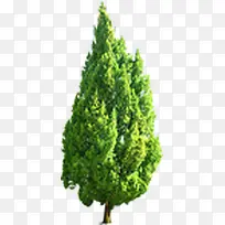 清新大树独棵创意-空若网 清新大树独棵创意-空若网