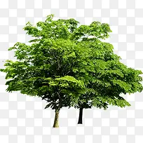 �������չ�԰����-������