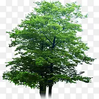 绿色花园景观大树-空若网 绿色花园景观大树-空若网