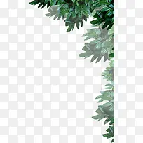 绿色春天自然大树-空若网 绿色春天自然大树-空若网