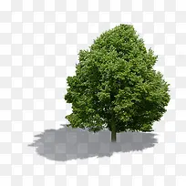 ��ɫ˽��ͥԺ����-������