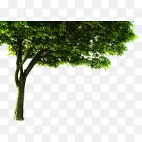 春季景观公园大树-空若网 春季景观公园大树-空若网